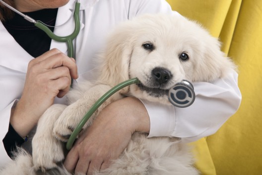 Puppy Vaccinations