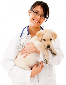 veterinarian