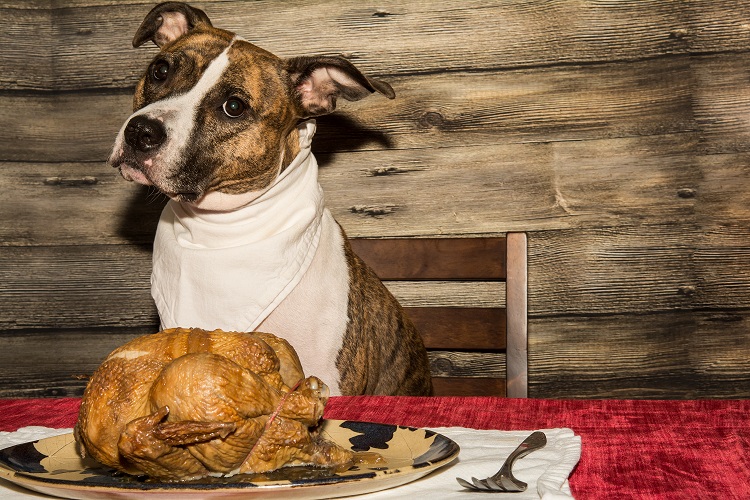 A cute dog begging for the Holiday Feast.