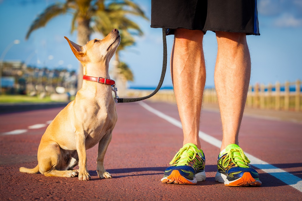 chihuahua dog close together to owner walking with leash outside at the park dog looking up at owner