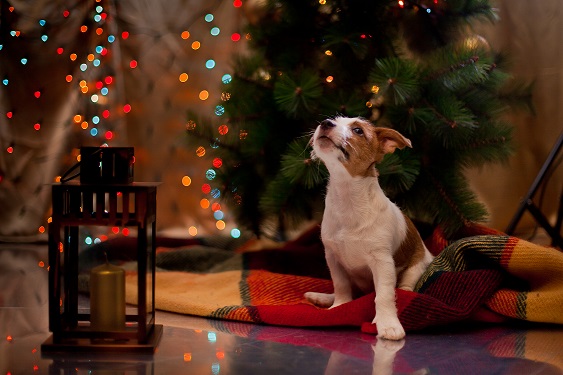 Dog Jack Russell Terrier at the Christmas tree, fireplace on a holiday