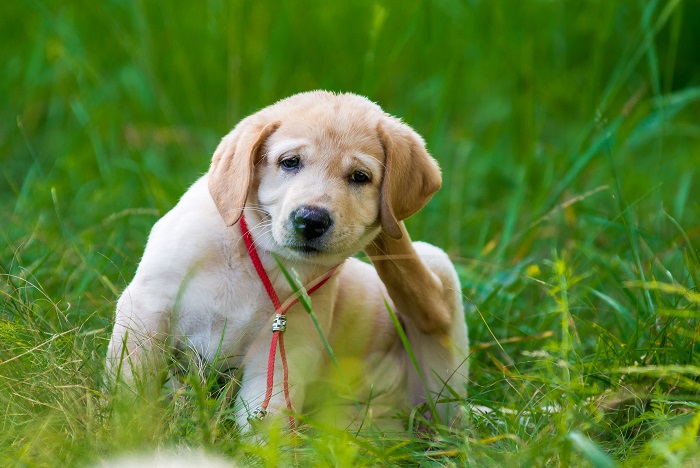 Puppy Retriever Scratching fleas in the park